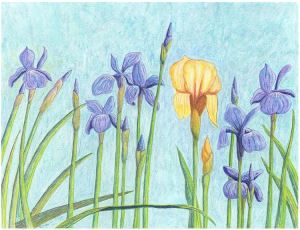Irises - A German in Siberia
