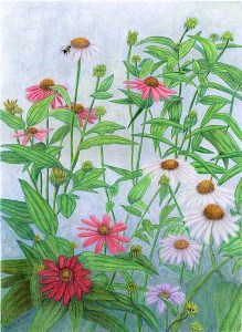 Coneflowers